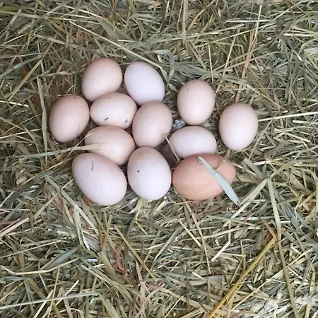 Le Domaine Des Saules