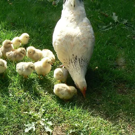 Le Domaine Des Saules * Richebourg (Pas-de-Calais)